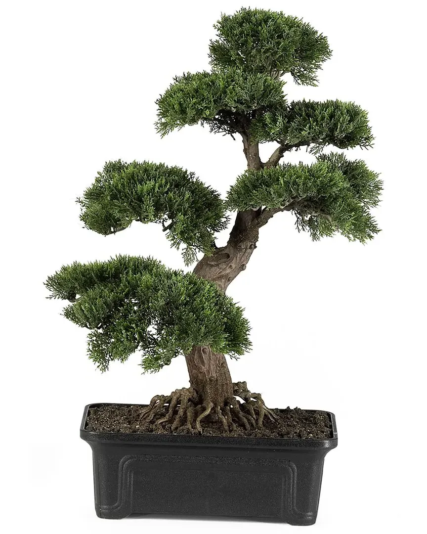 Cedar Bonsai Silk Plant with Exposed Roots - Green