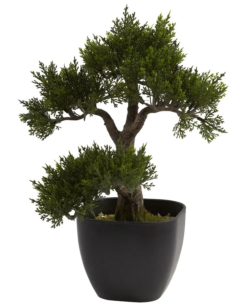 Cedar Bonsai Tree - Green image