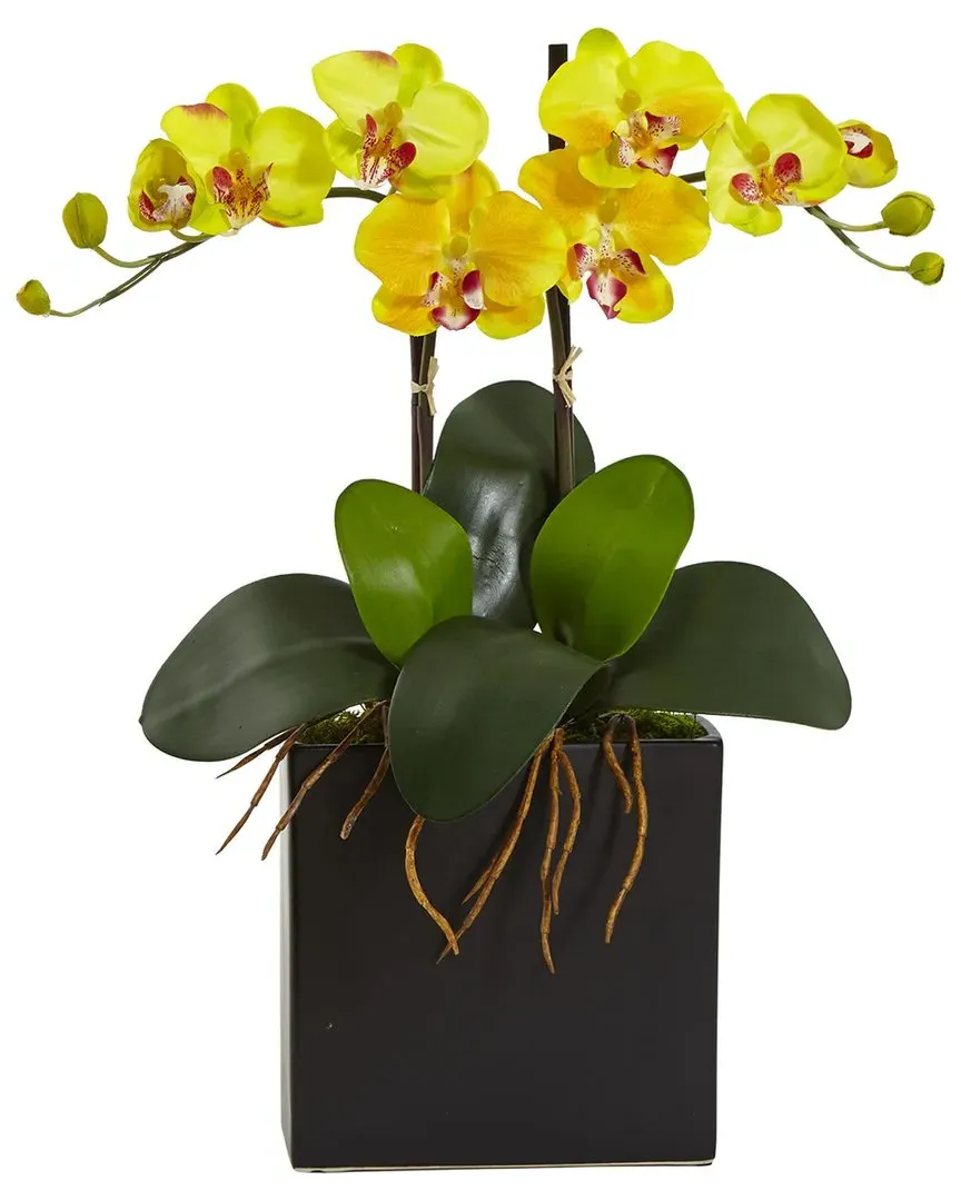 Double Mini Phalaenopsis Silk Orchid in Black Vase - Yellow image