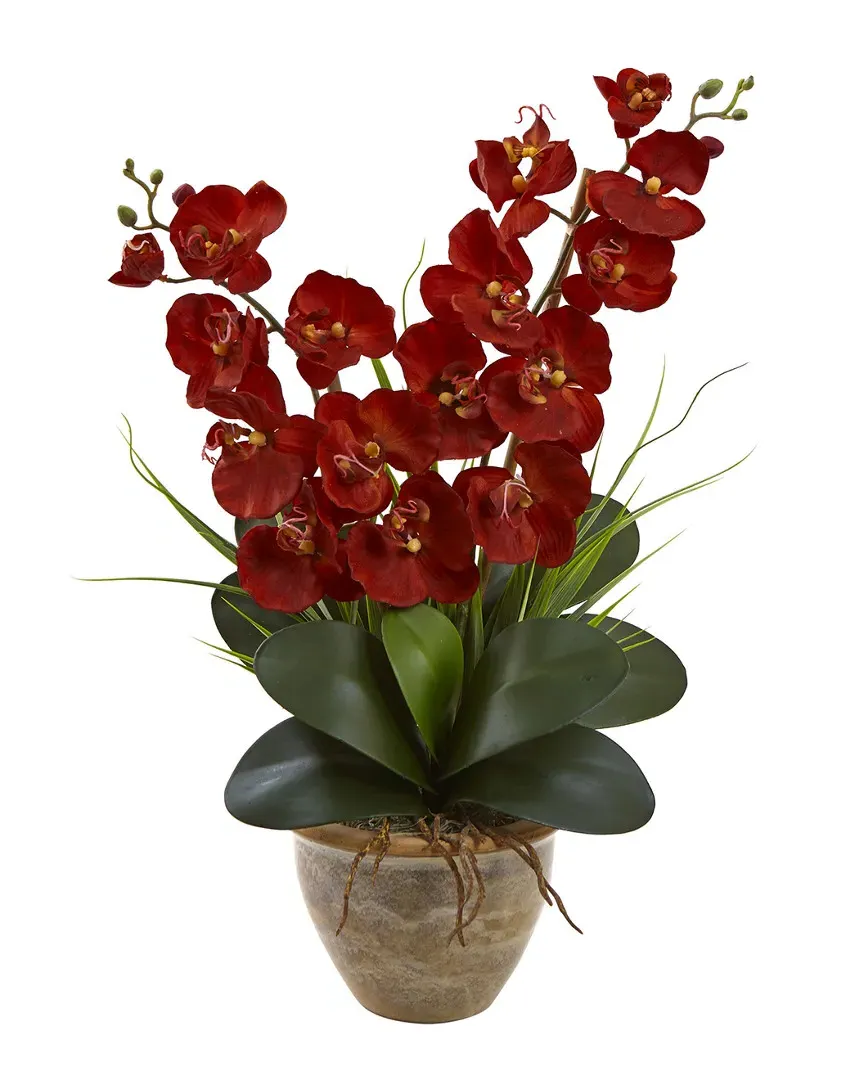 Double Phalaenopsis Orchid Arrangement - Autumn, Ceramic image