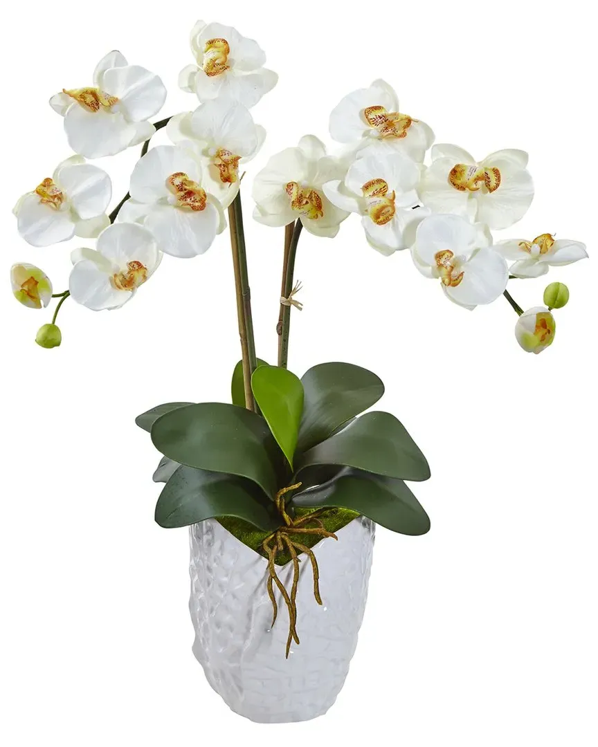 Double Phalaenopsis Orchid Silk Arrangement - Cream