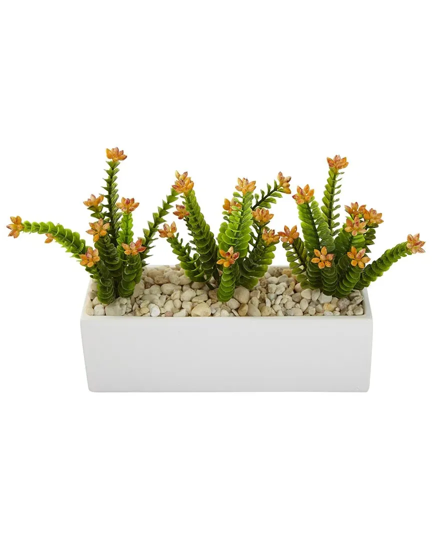 Flowering Sedum in Rectangular Planter - Green