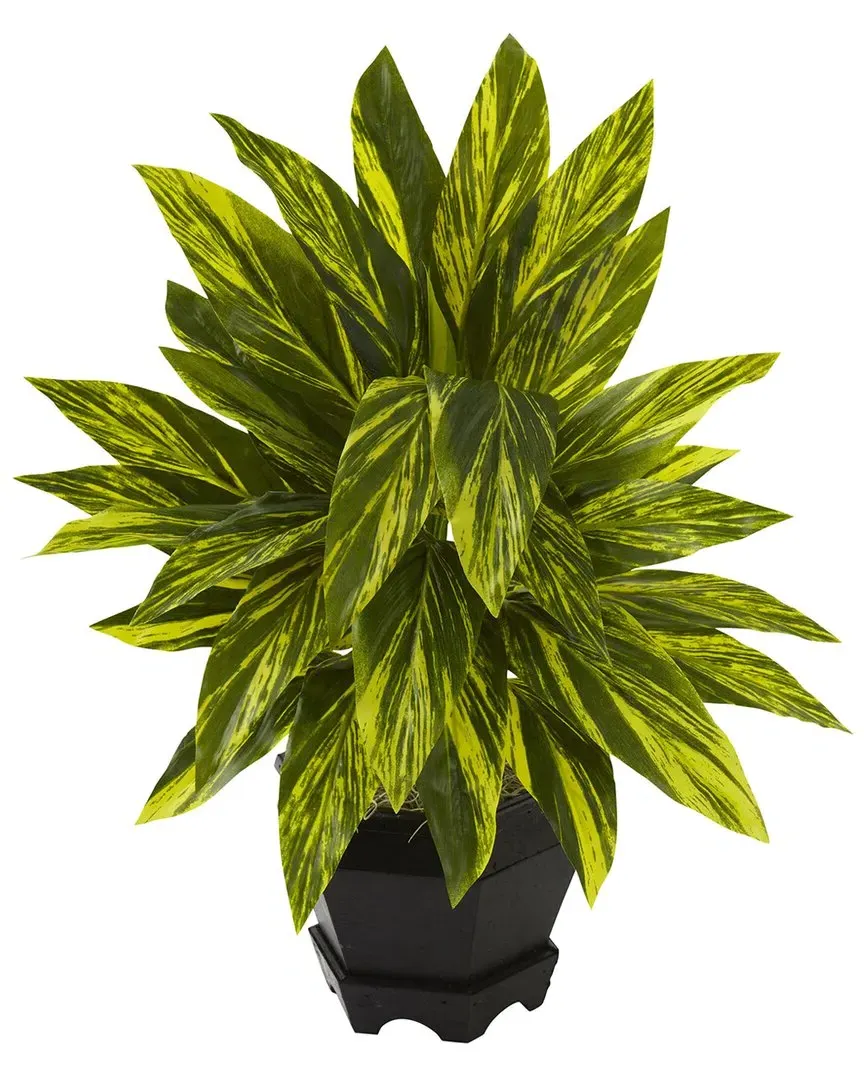 Ginger Plant with Black Planter - Green image
