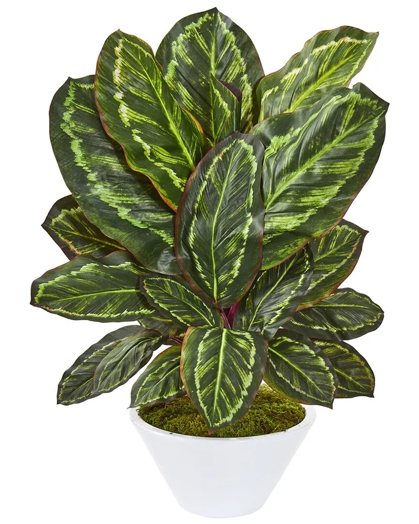 Maranta Artificial Plant in White Vase - Green