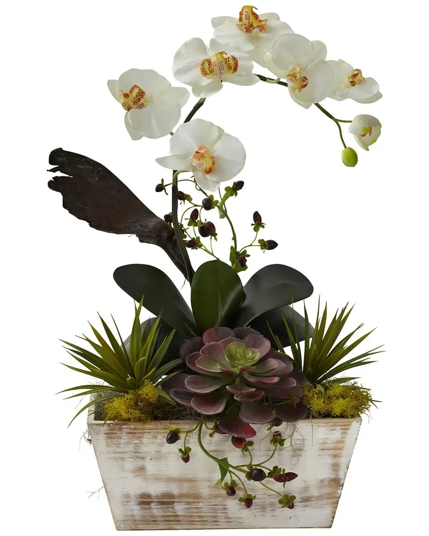 Orchid & Succulent Garden with Planter - White