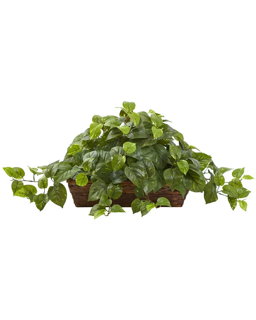 Pothos with Ledge Basket - Green
