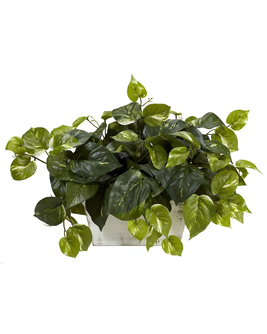 Pothos with White Wash Planter - Green image