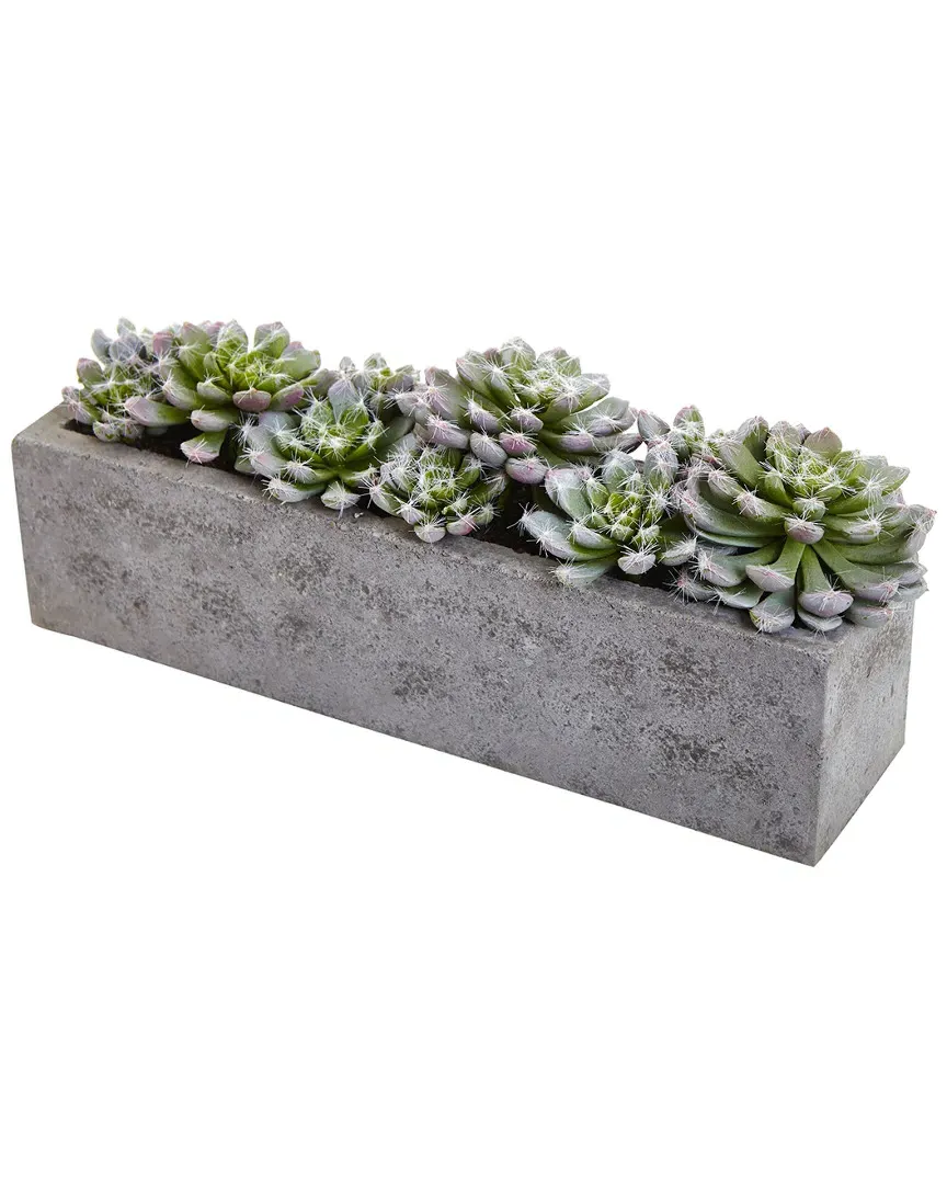 Succulent Garden with Textured Concrete Planter - Green image