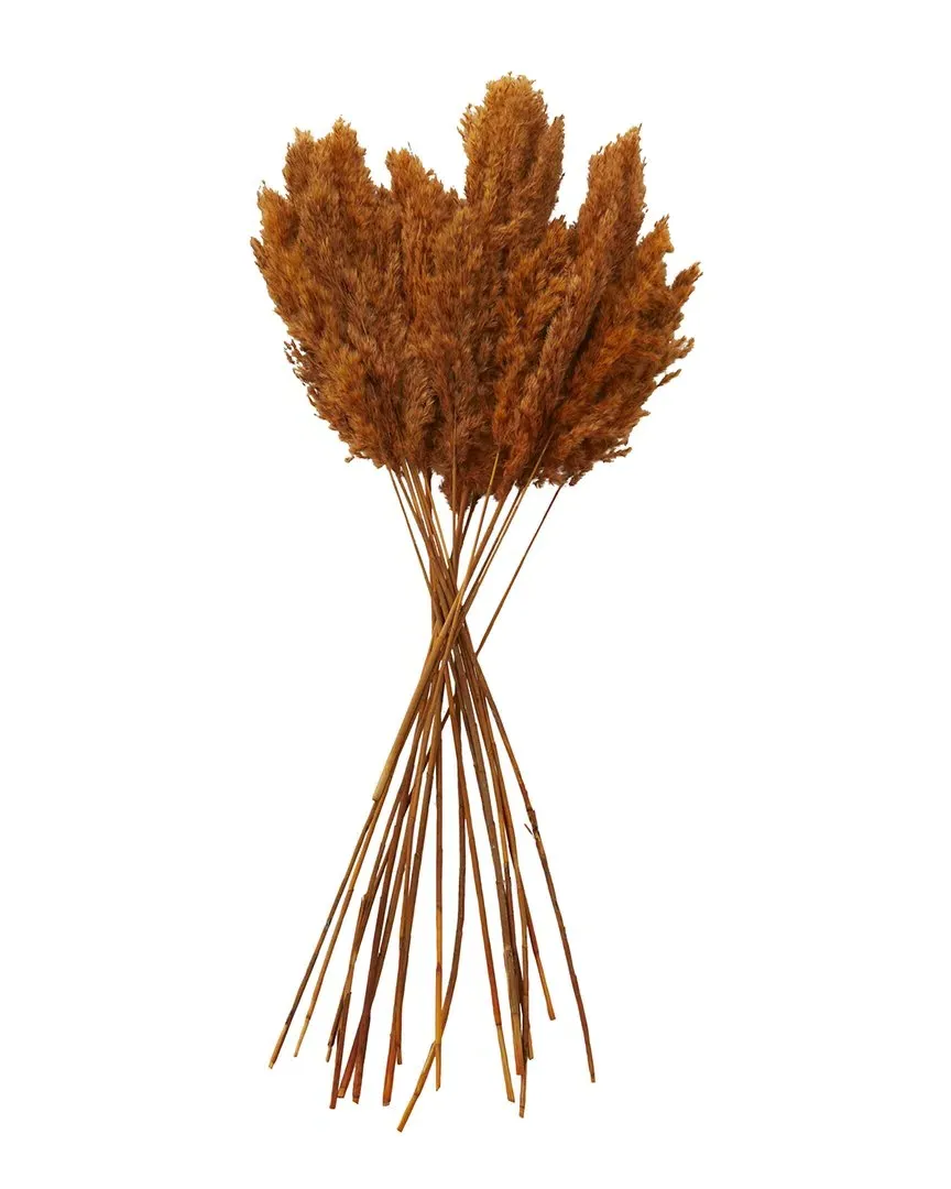 Pampas Dried Plant Natural Foliage - Orange