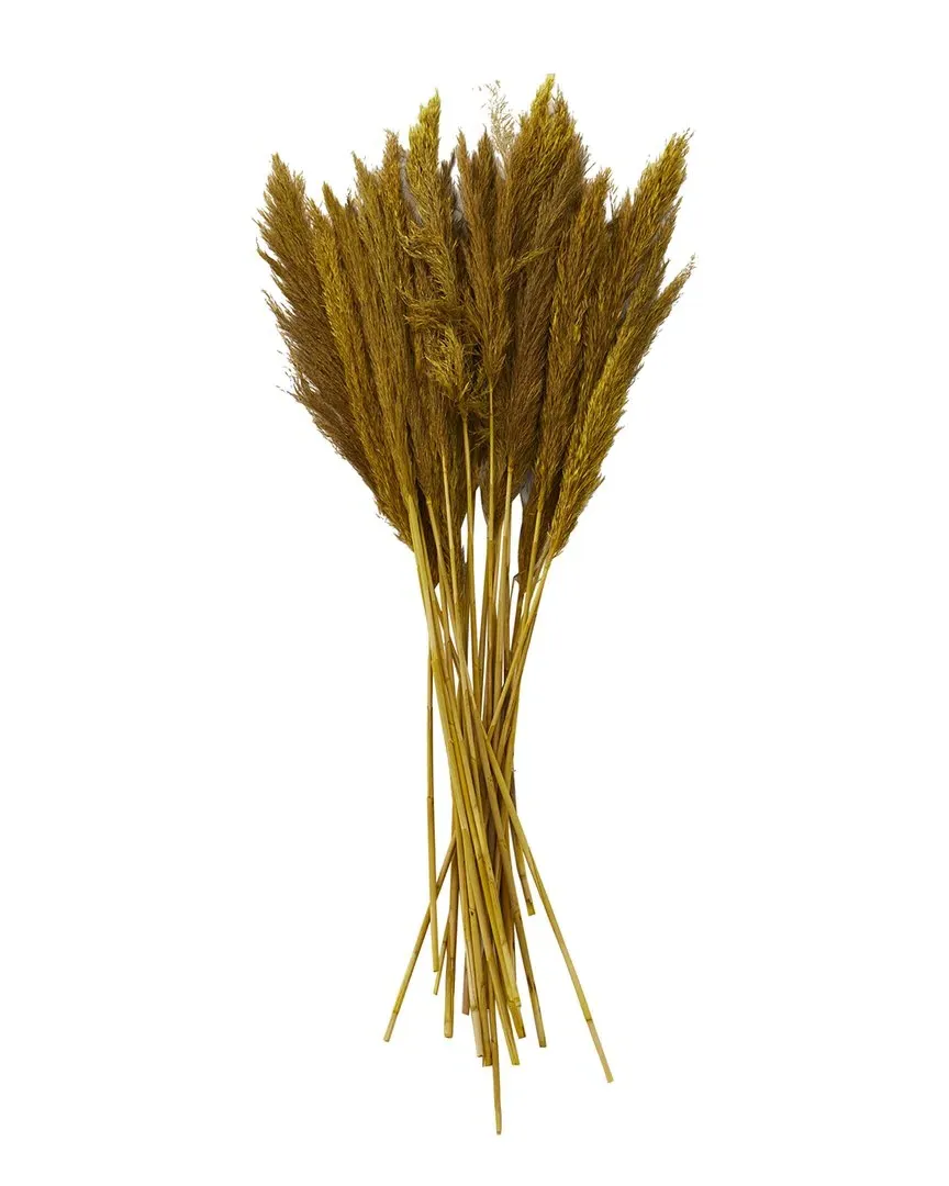 Pampas Dried Plant Natural Foliage - Yellow
