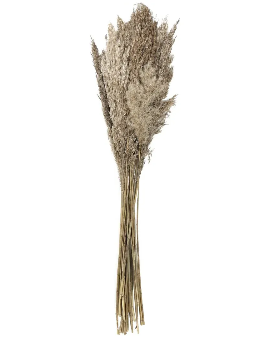 Pampas Dried Plant with Long Stems - Brown