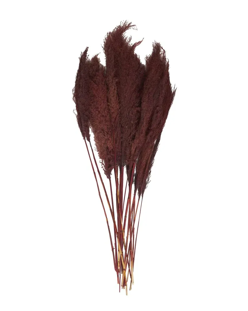 Pampas Grass Dried Plant Natural Foliage - Red image