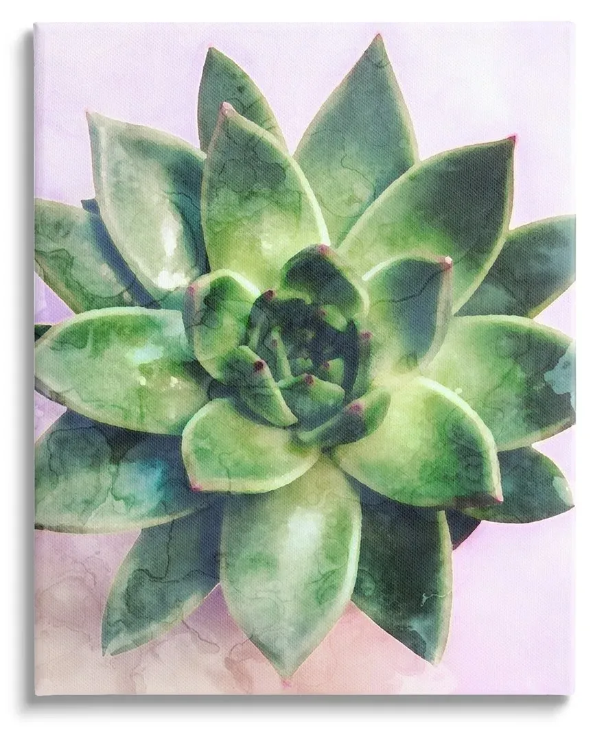 Round Succulent Plant Leaves Canvas Wall Art by Daphne Polselli
