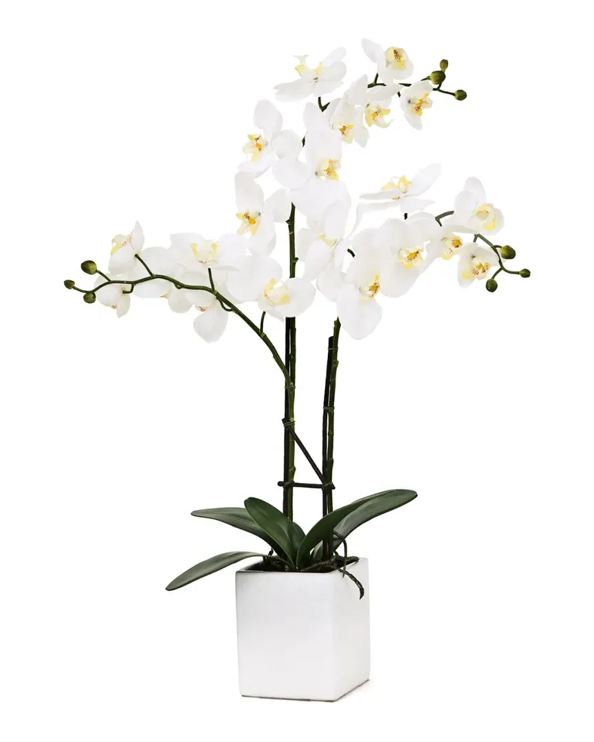 Orchid Potted Triple Stem Plant - White