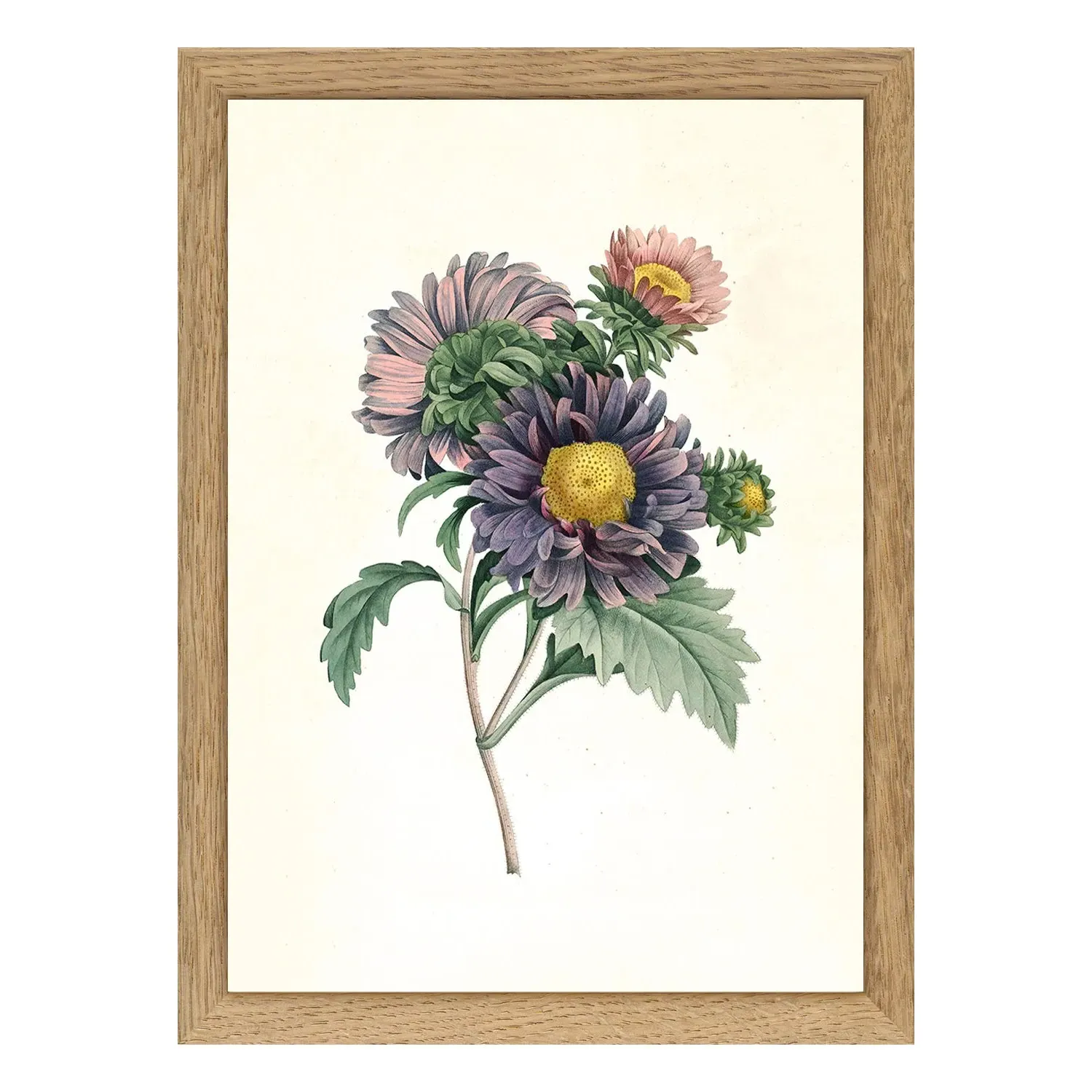 Aster Chinensis Mini Print with Oak Frame