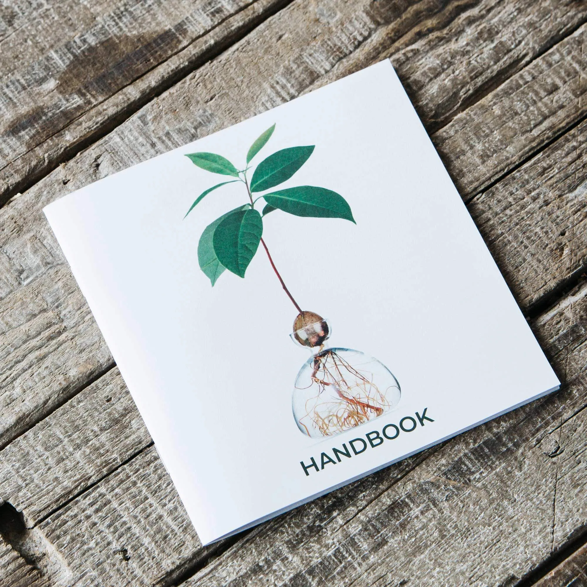 Avocado Sprouting Vase - Rose Pink