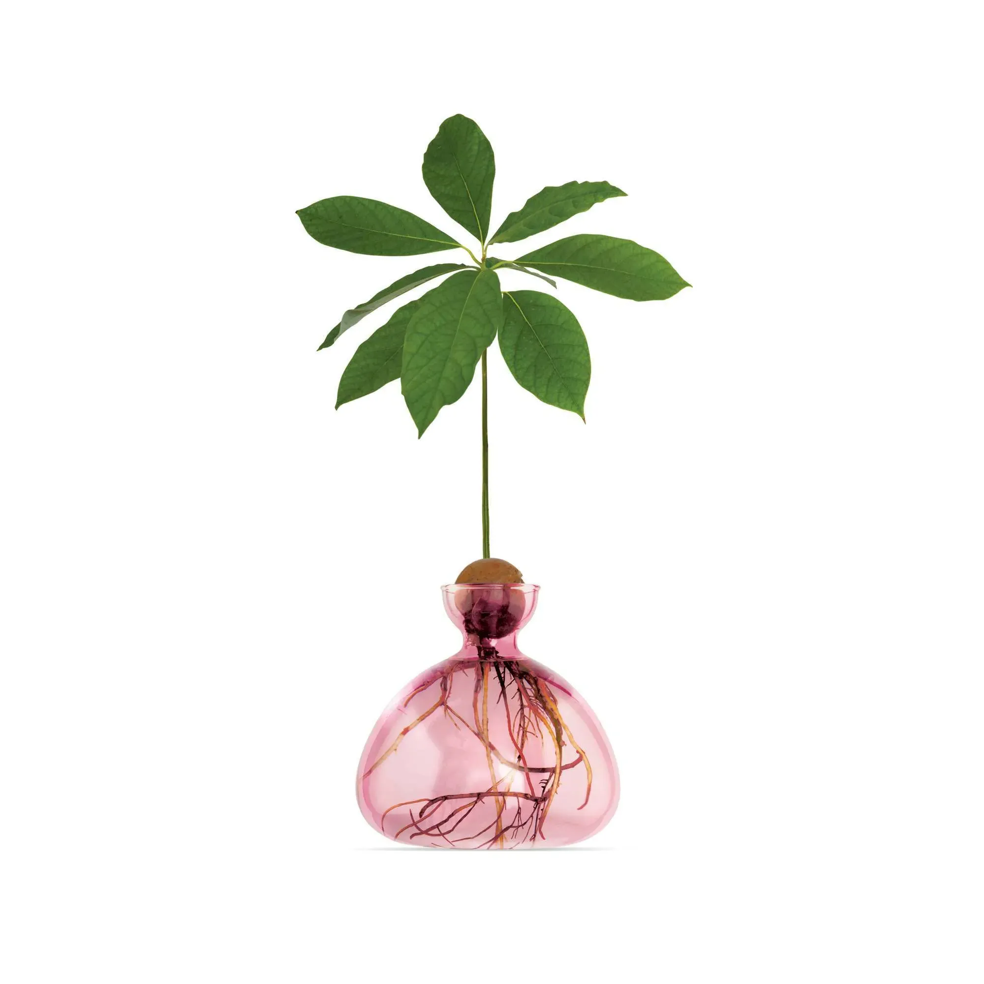 Avocado Sprouting Vase - Rose Pink