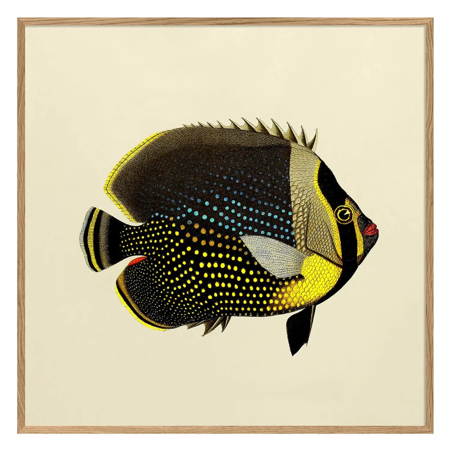 Black Fish Print with Oak Frame