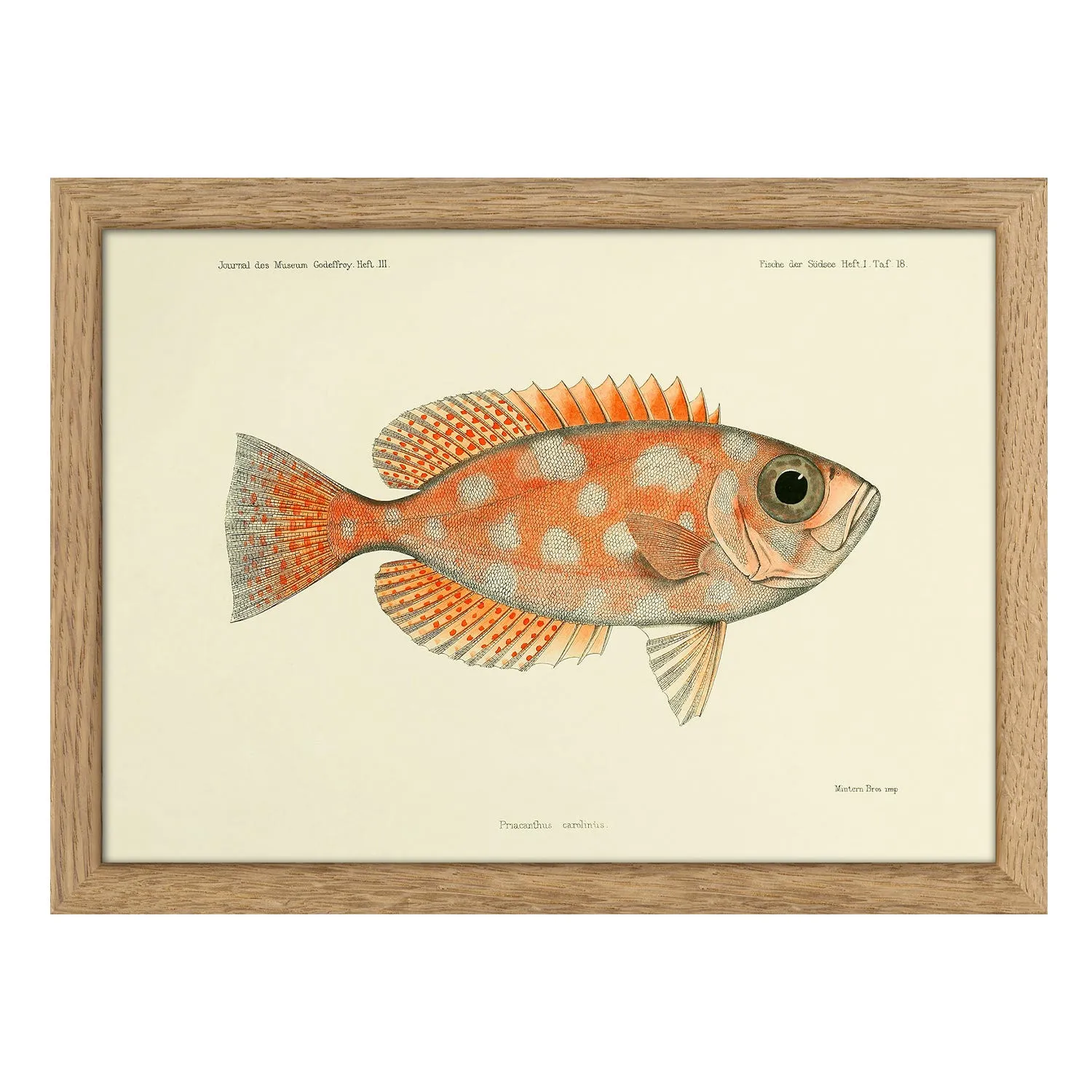 Blotched Bigeye Fish Print with Oak Frame