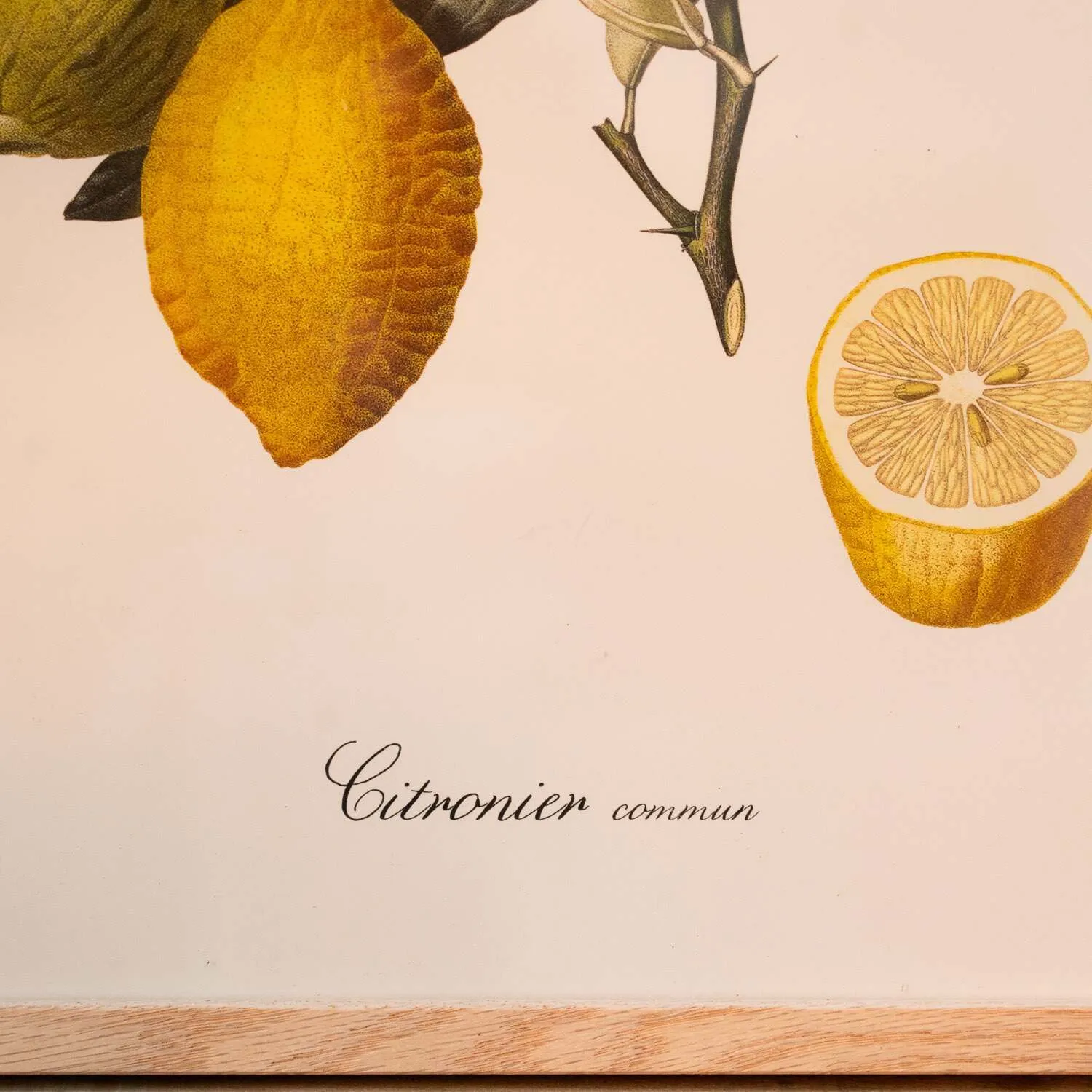 Common Lemon Branch Print with Oak Frame