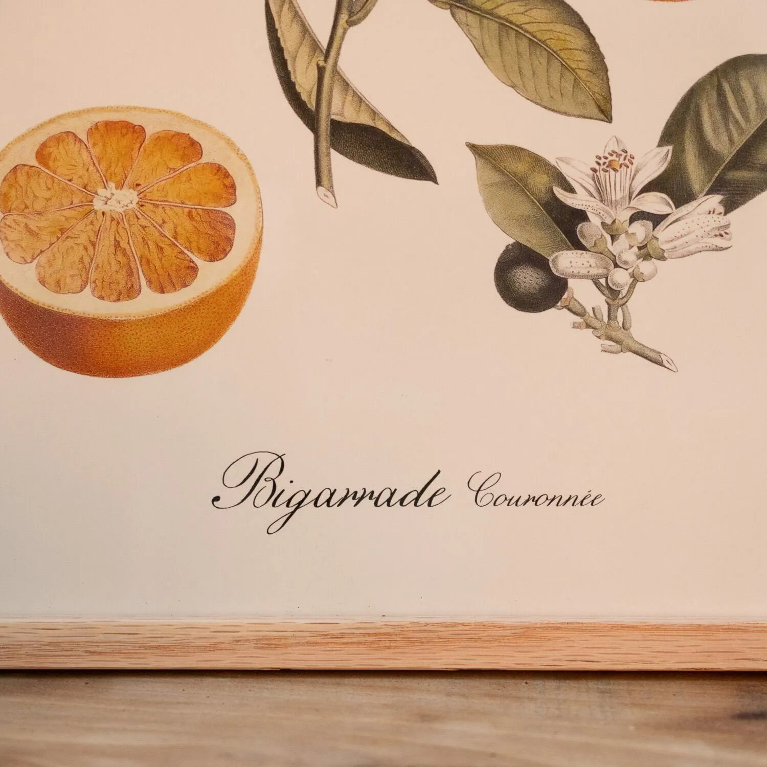 Crowned Bitter Orange Print with Oak Frame