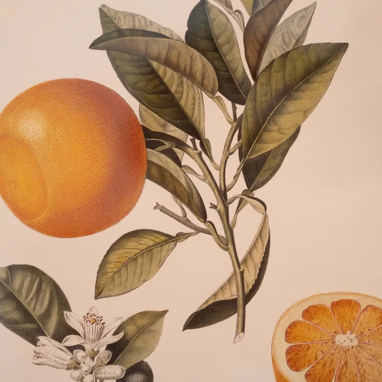 Crowned Bitter Orange Print with Oak Frame