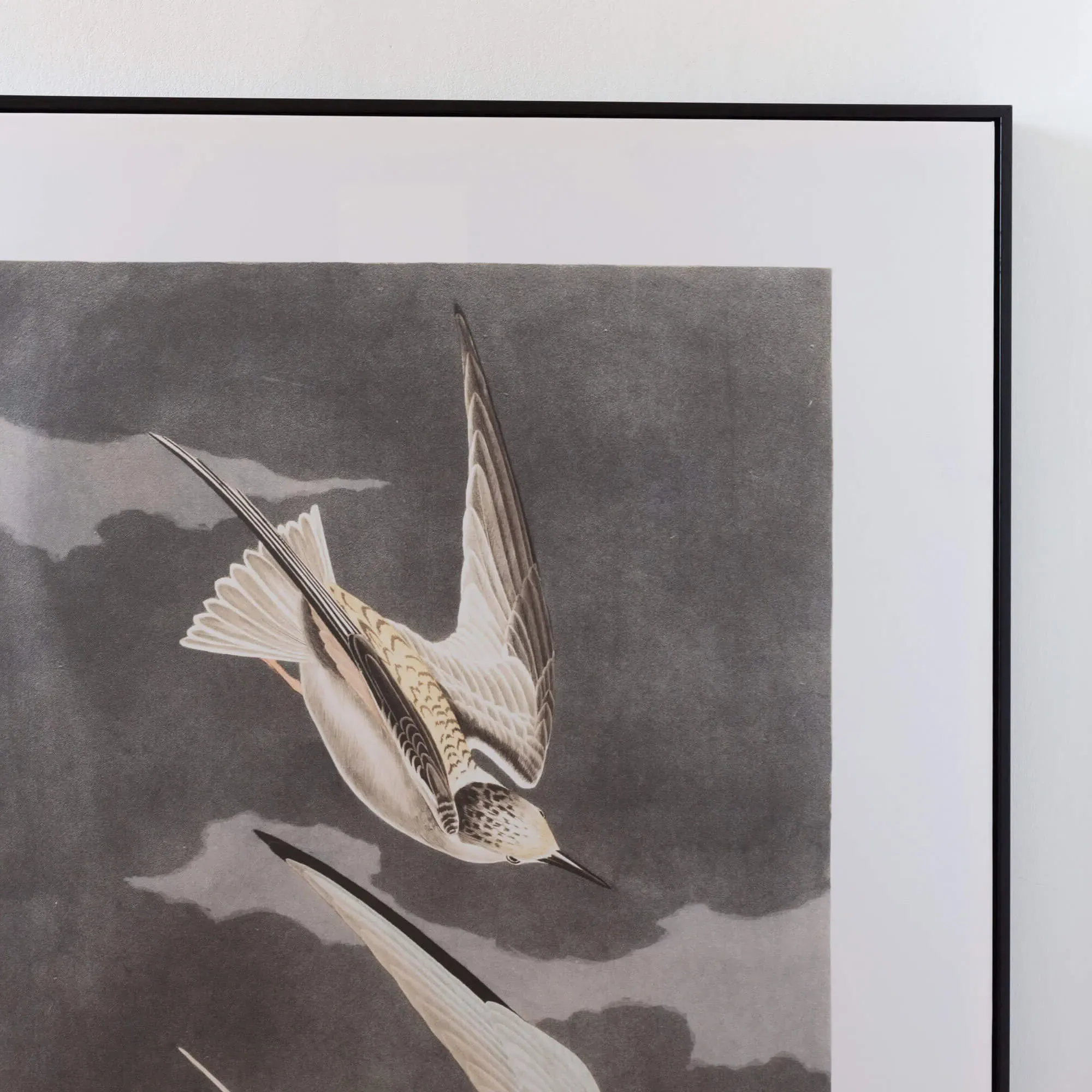 Framed Birds in Flight Print - White