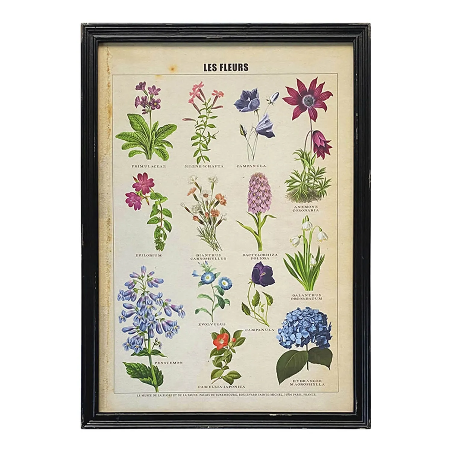 Framed Flowers Print - Wood, Glass image