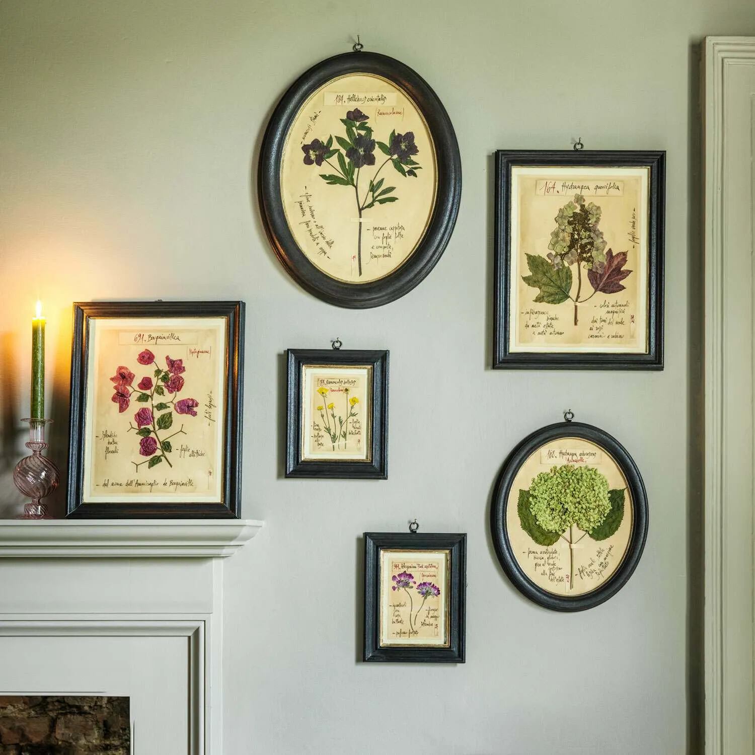 Framed Hellebore Pressed Flowers - Wood