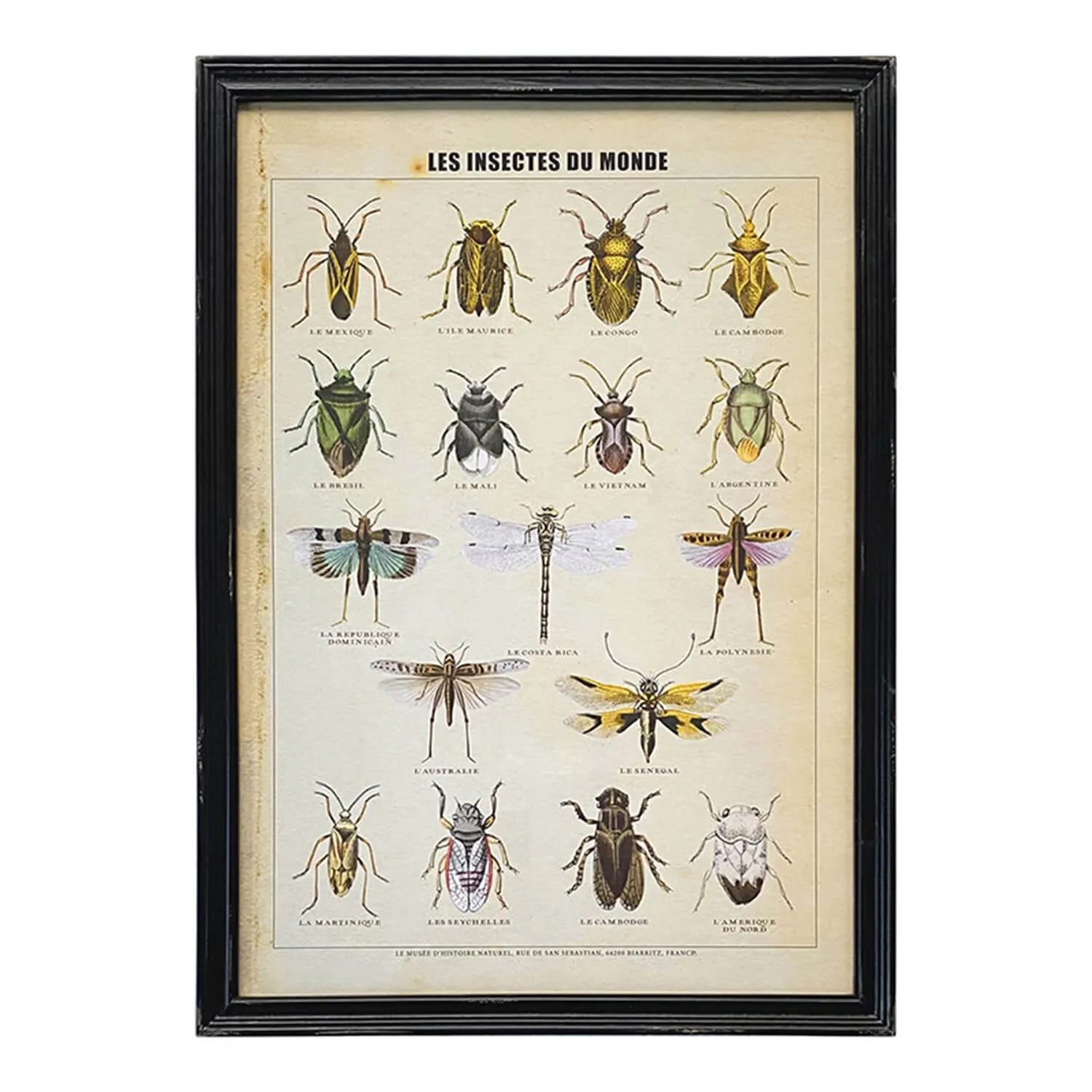 Framed Insects Print - Wood, Glass