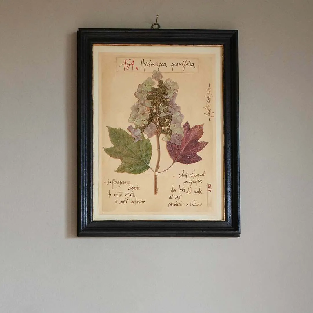 Framed Quercifolia Pressed Flowers - Wood