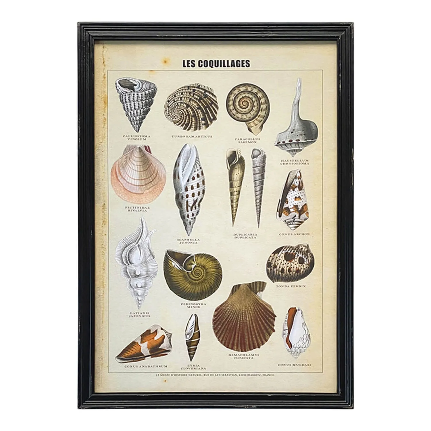 Framed Shells Print - Wood, Glass