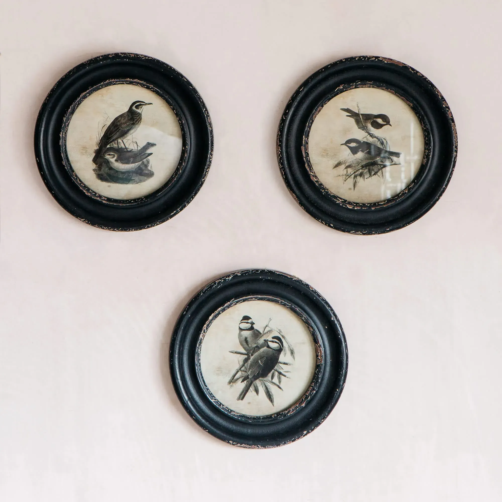 Great Tit Round Framed Print - Pinewood image