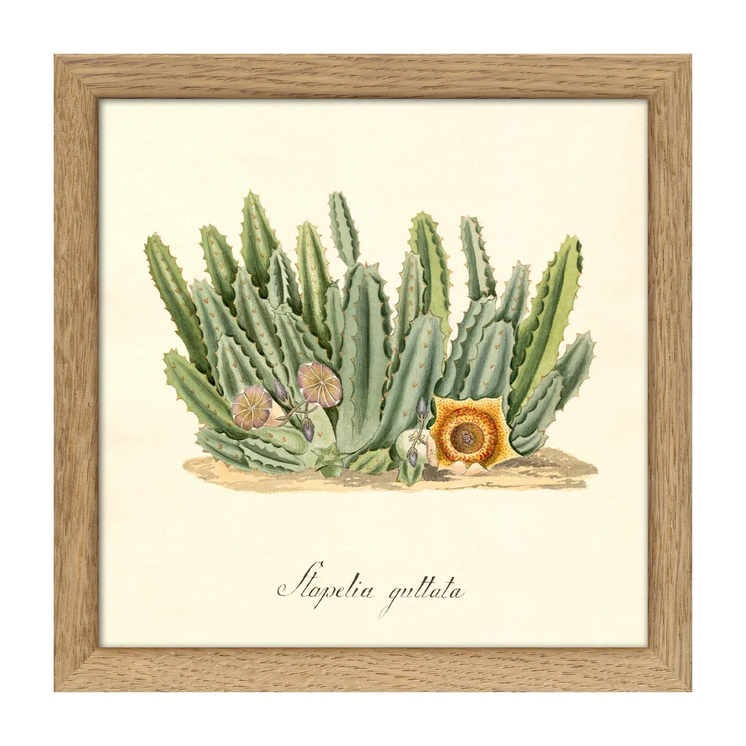 Guttata Cacti Square Mini Print with Oak Frame image