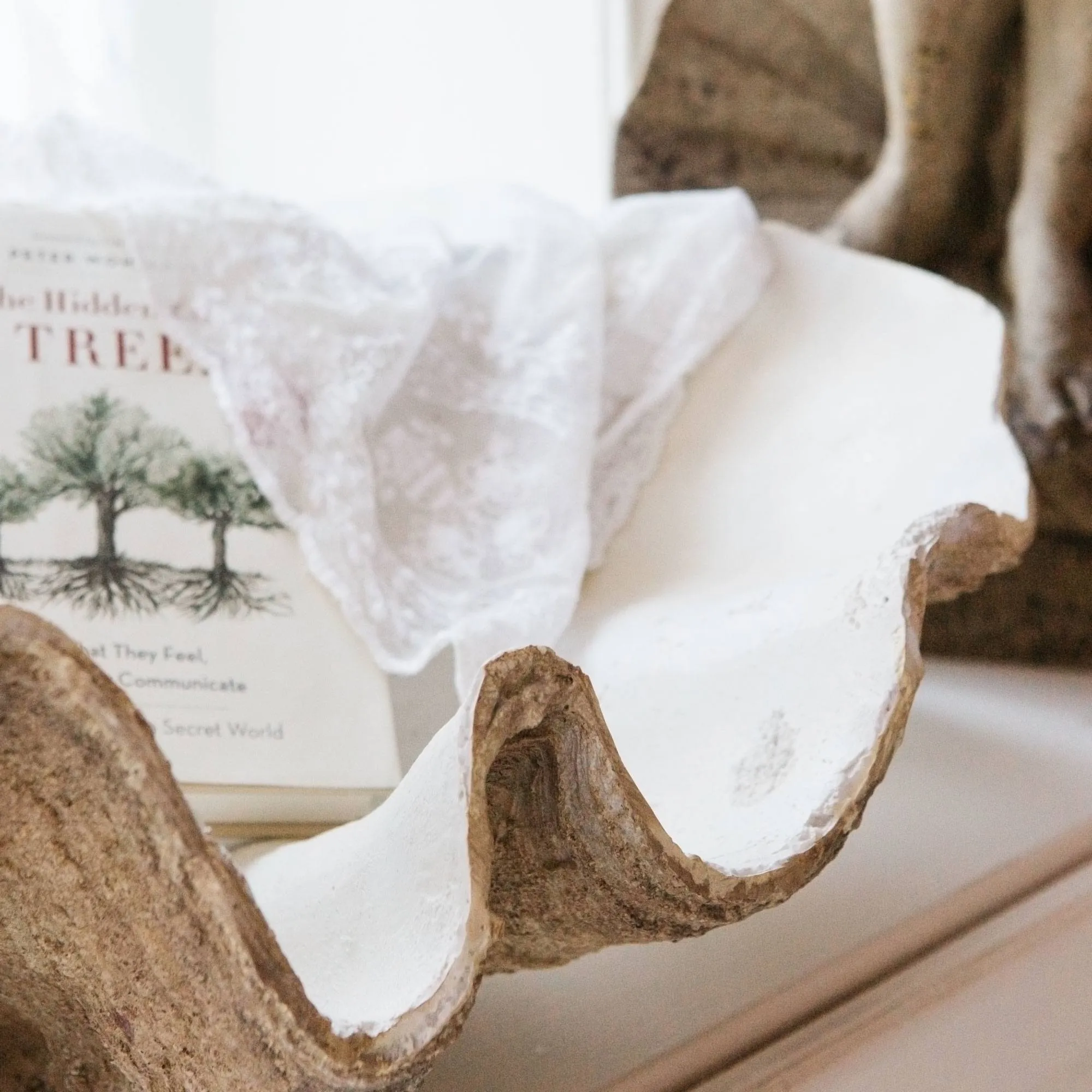 Large Resin Clam Shell Storage - Polyresin