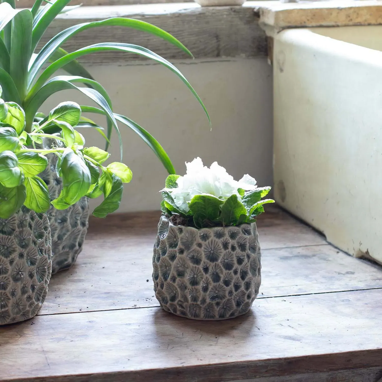 Medium Shell Plant Pot - Grey, Ceramic