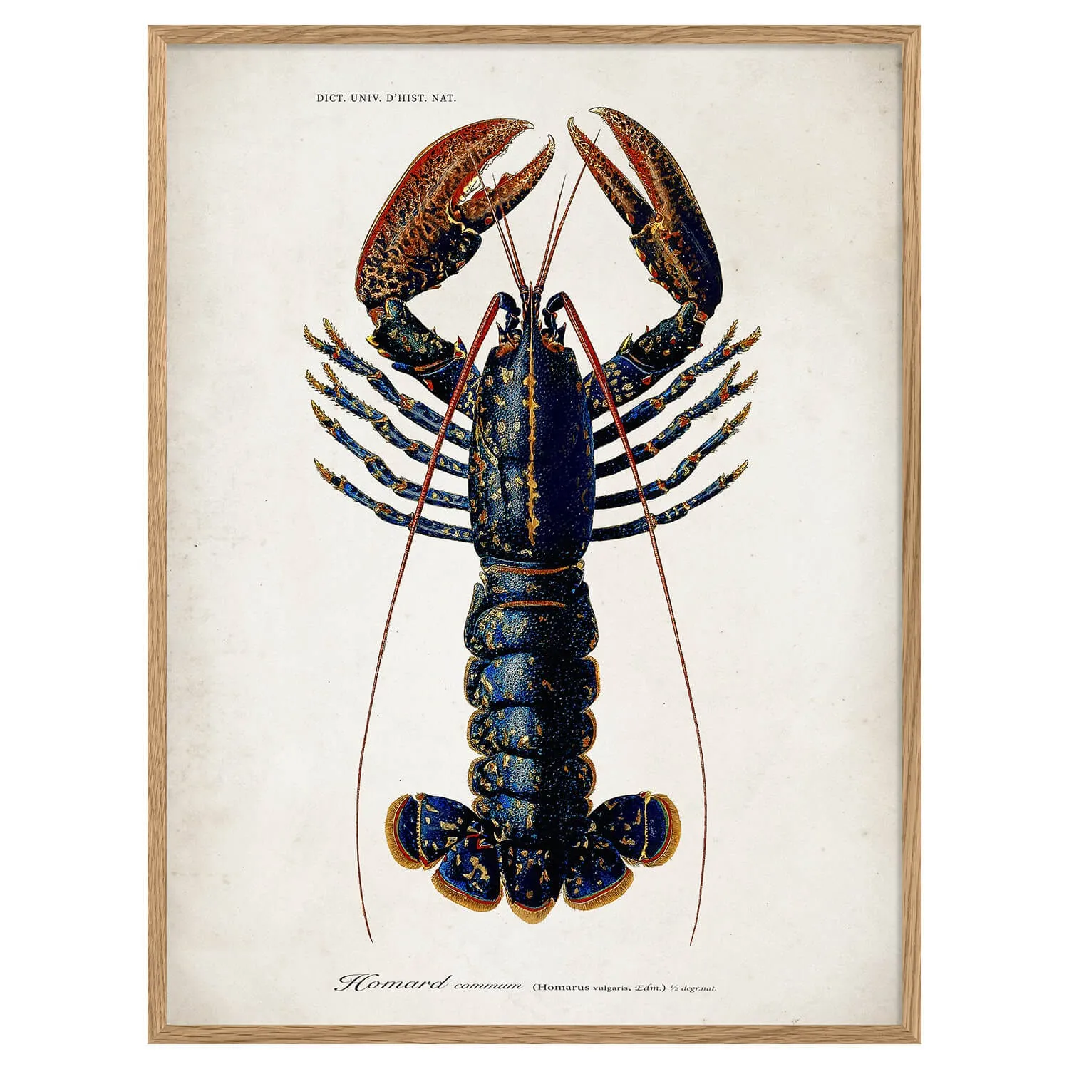 Oak Framed Lobster Print - Oak
