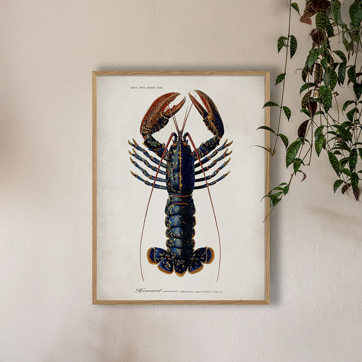 Oak Framed Lobster Print - Oak