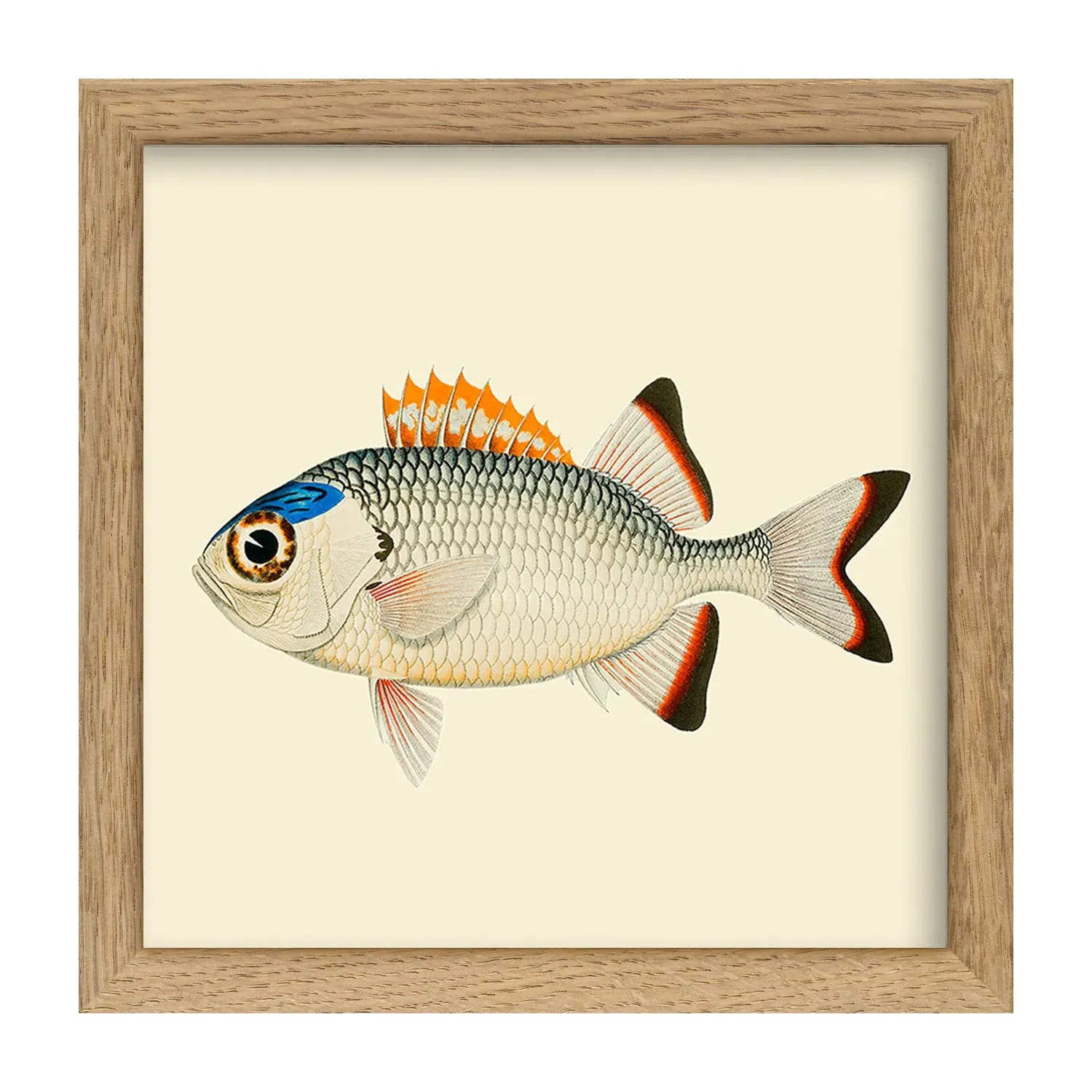 Orange, White & Blue Fish Square Mini Print with Oak Frame