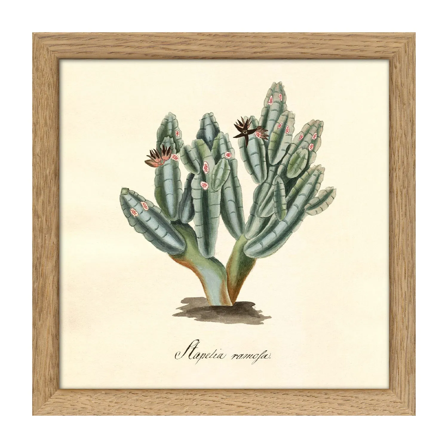 Ramoja Cacti Square Mini Print with Oak Frame