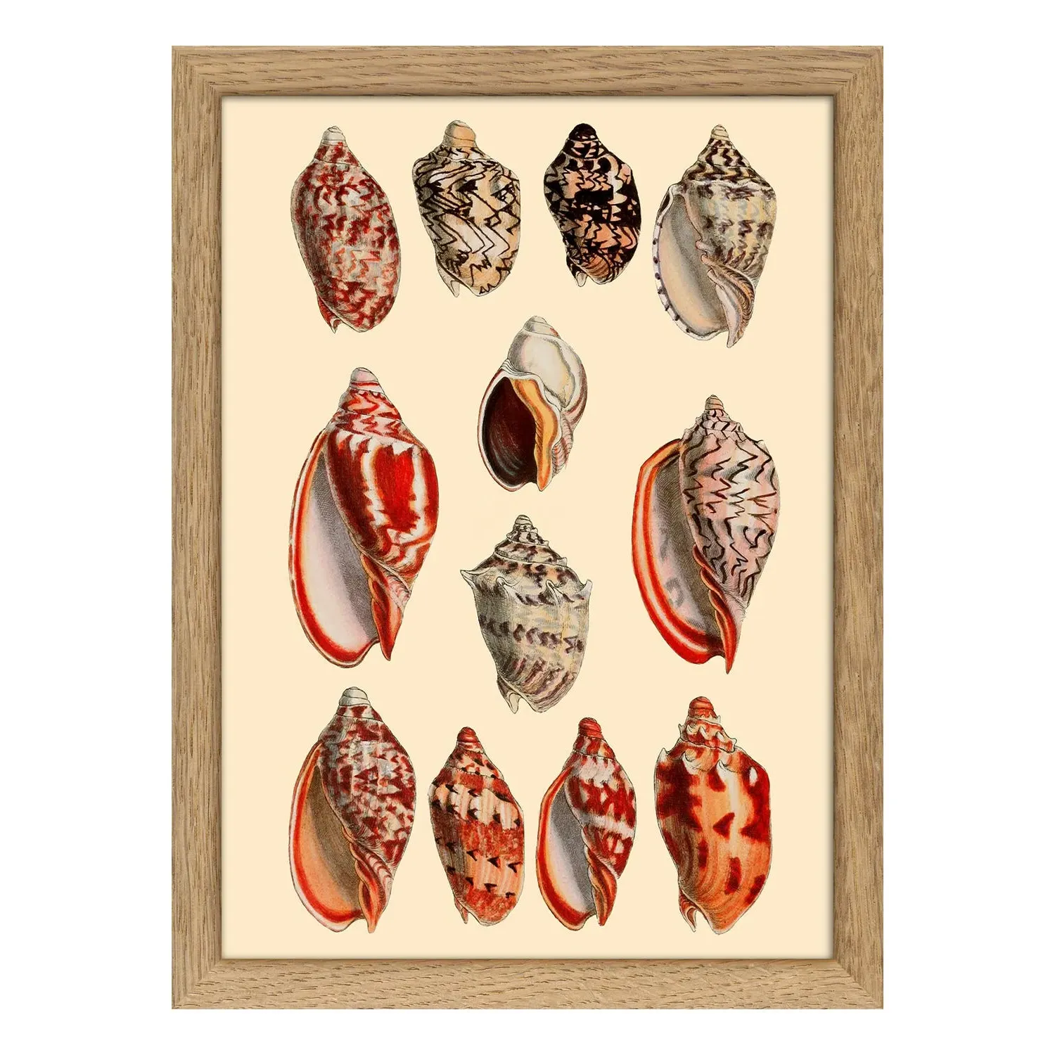 Red & Orange Seashells Mini Print with Oak Frame image