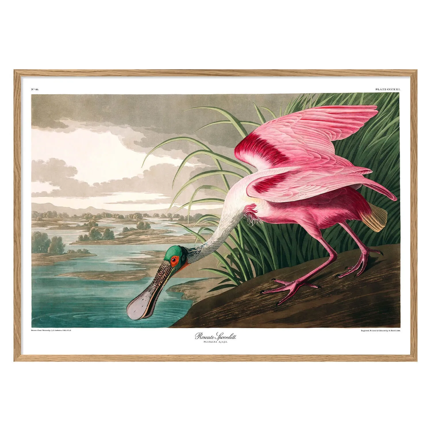 Roseate Spoonbill Print with Oak Frame