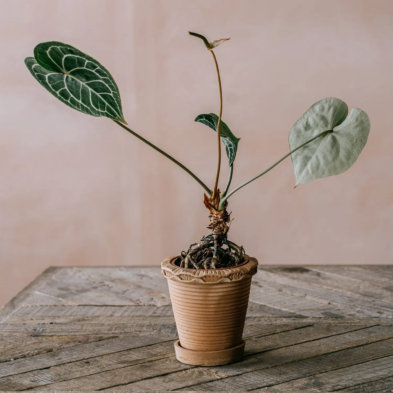 Ruffled Plant Pot with Saucer - Terracotta image