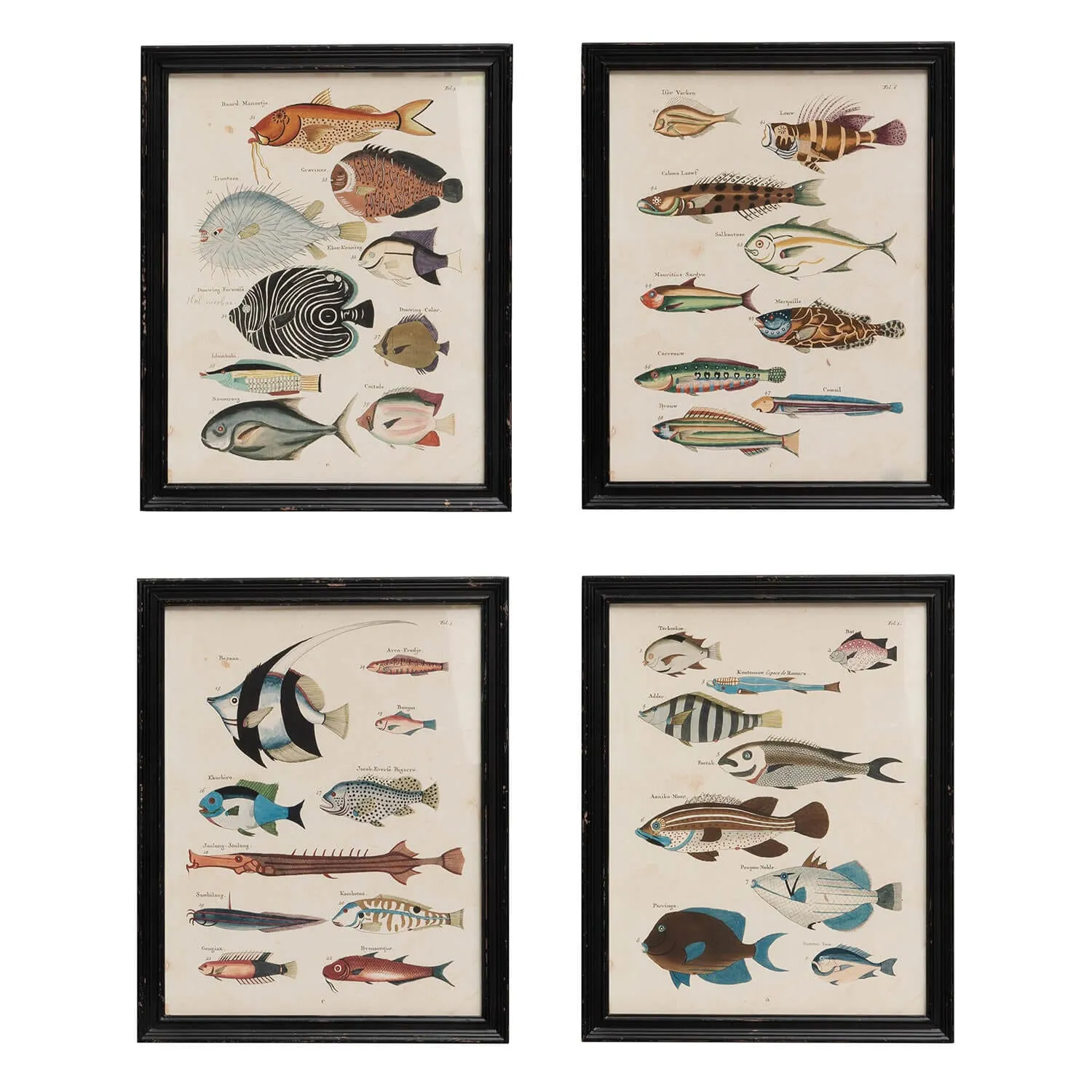 Set of Four Fish Prints - Pine Frame