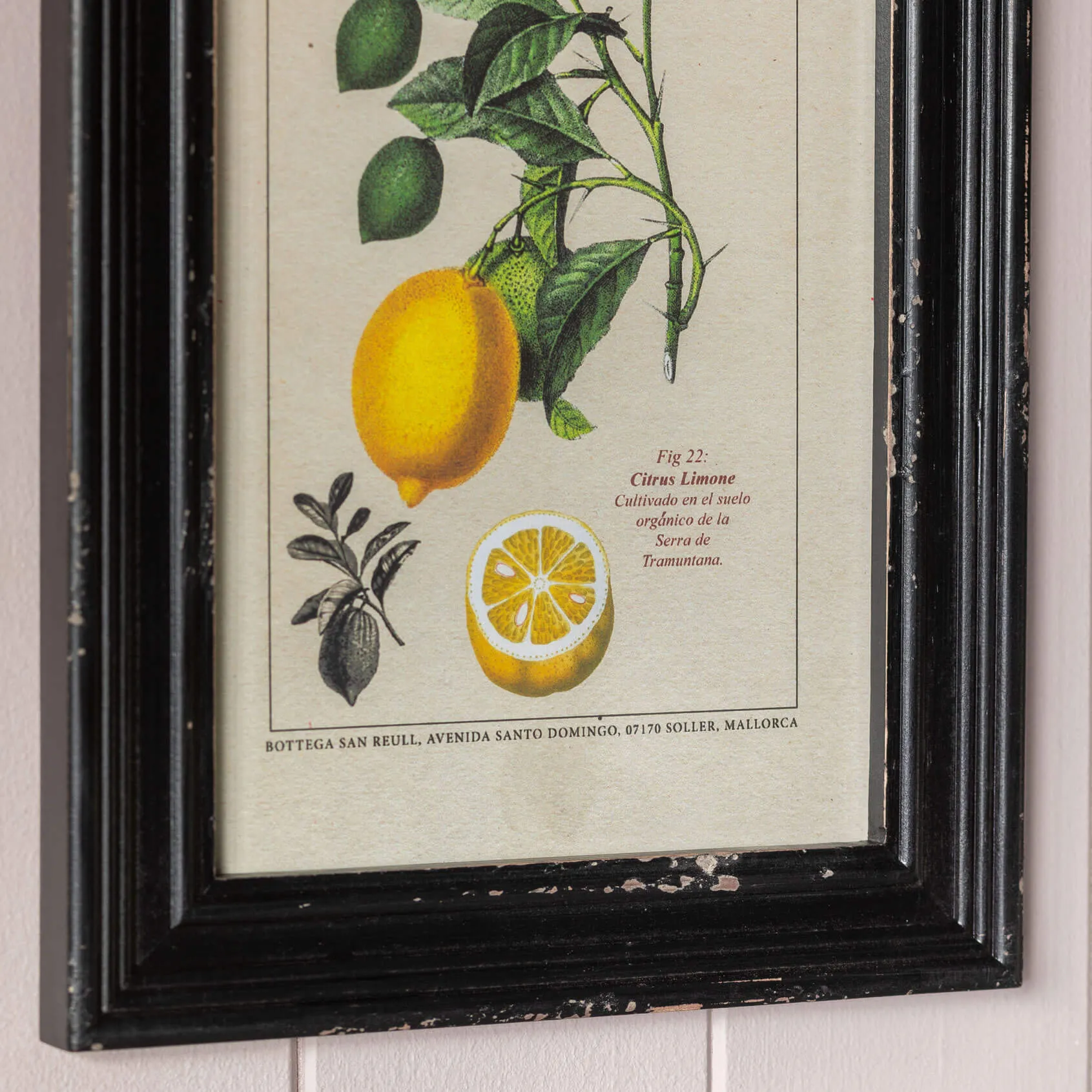 Set of Four Framed Vintage Fruit Prints - Wood, Glass