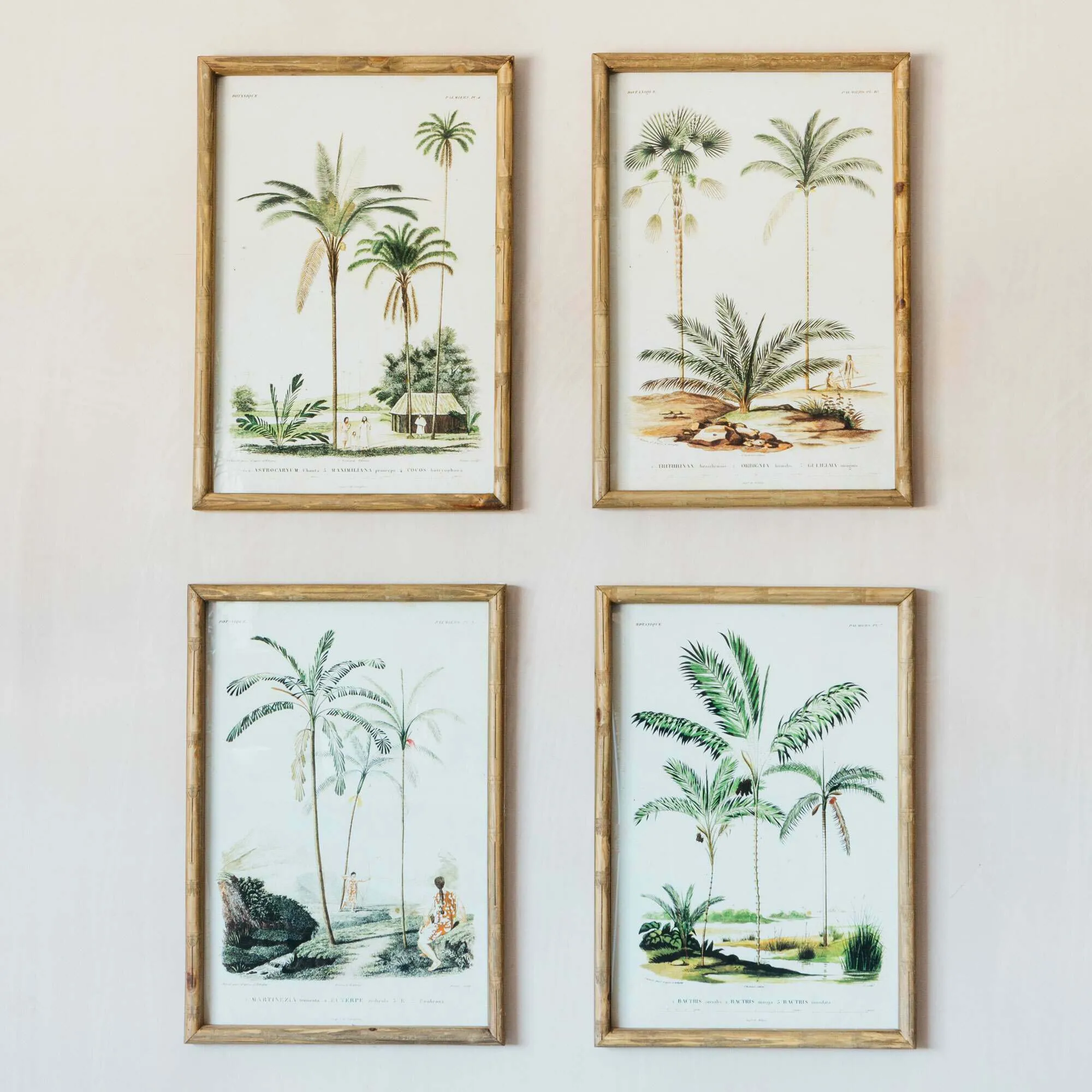 Set of Four Palm Tree Prints - Bamboo Frame