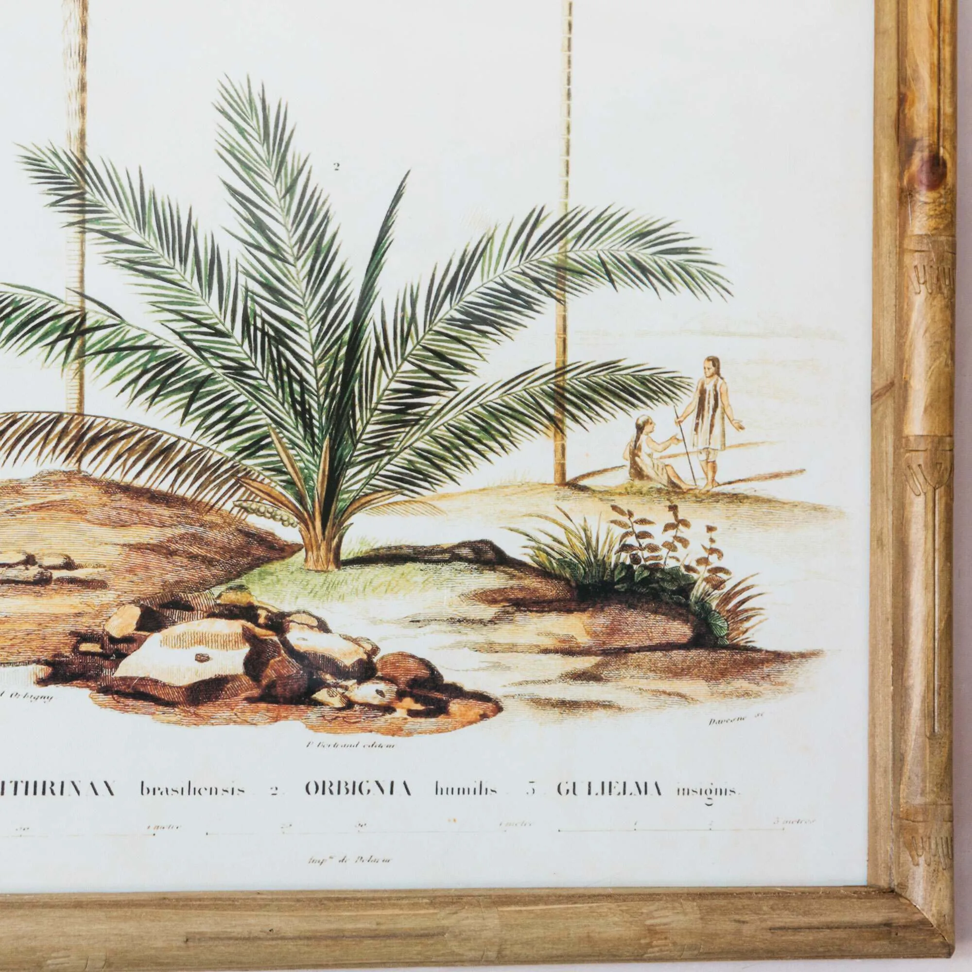 Set of Four Palm Tree Prints - Bamboo Frame