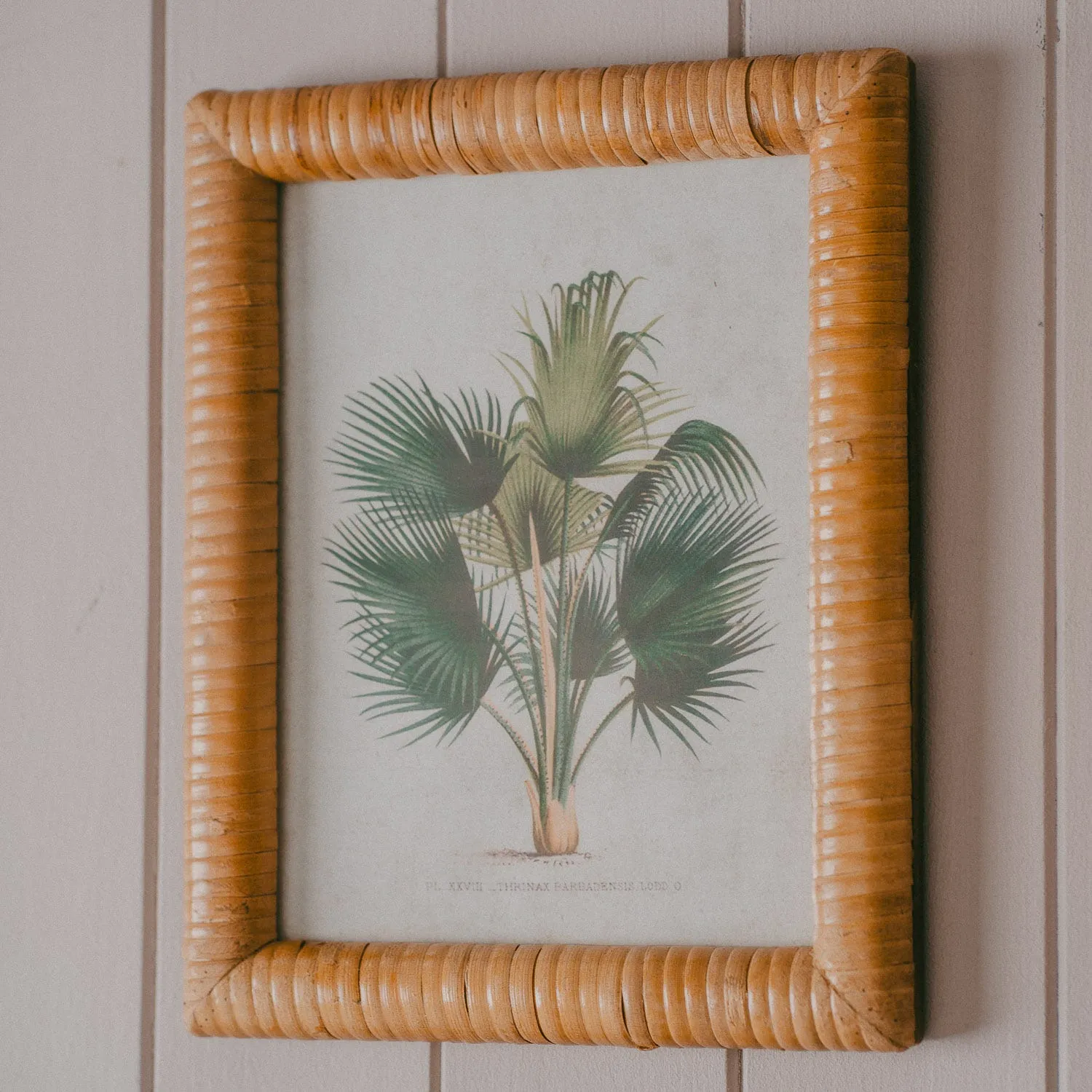 Set of Four Palm Tree Prints - Rattan Frame