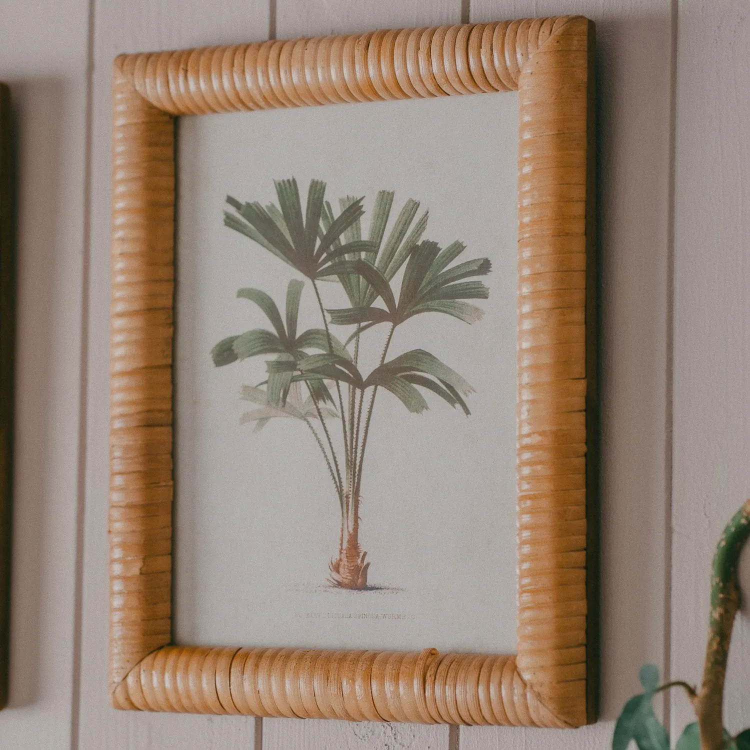 Set of Four Palm Tree Prints - Rattan Frame