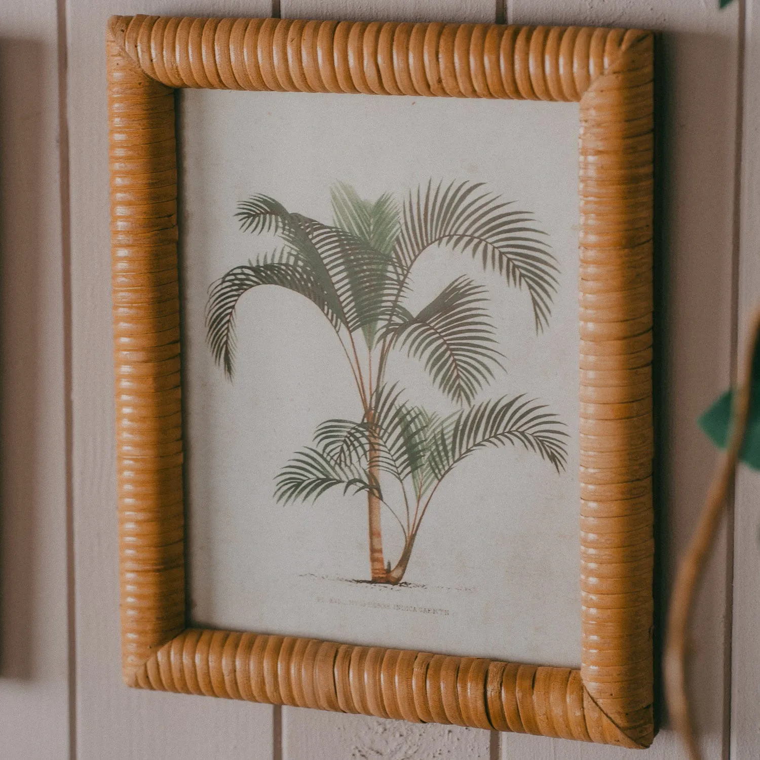 Set of Four Palm Tree Prints - Rattan Frame
